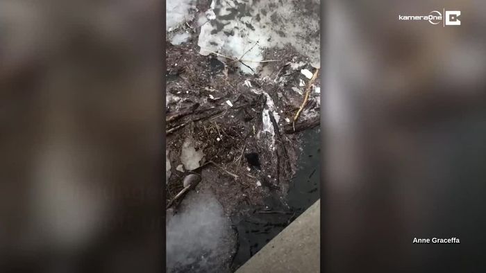 Zwischen Eisplatten: Hund kämpft in vereistem Fluss um sein Leben