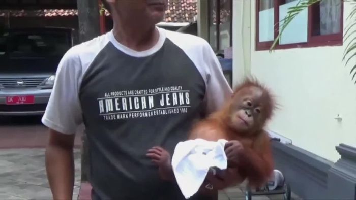 Orang-Utan betäubt: Tourist will Affen aus Indonesien schmuggeln