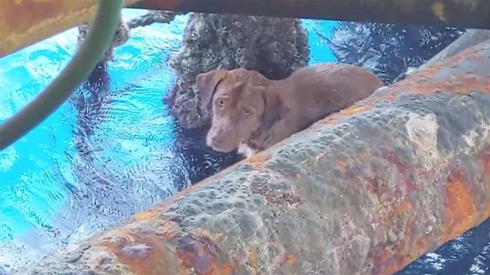 220 Kilometer von Küste entfernt: Schwimmender Hund gerettet