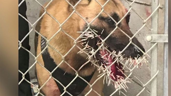 Nach Begegnung mit Stachelschwein: Polizeihund erholt sich wieder