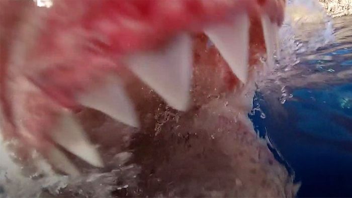 Weißer Hai attackiert Kamera