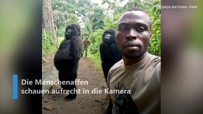 Kurioses Gorilla-Selfie: So entstand das Foto