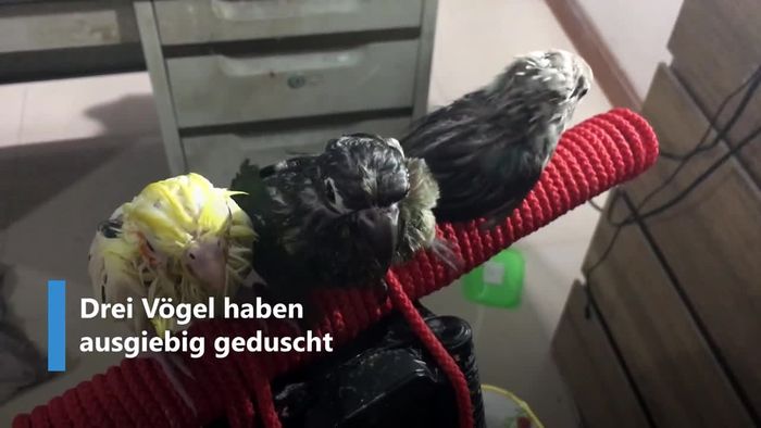 Wie Hühner auf der Stange: Vögel genießen heißen Fön
