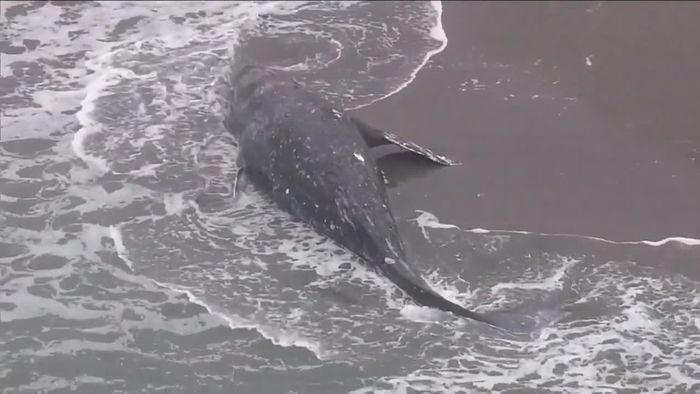 Neun Tiere in zwei Monaten: Weiterer Grauwal tot angespült