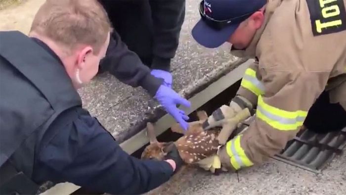 Bambi aus Straßenablauf gerettet