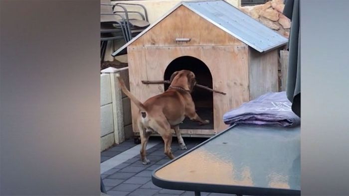 Stöckchen zu breit: Hund verzweifelt vor seiner Hütte