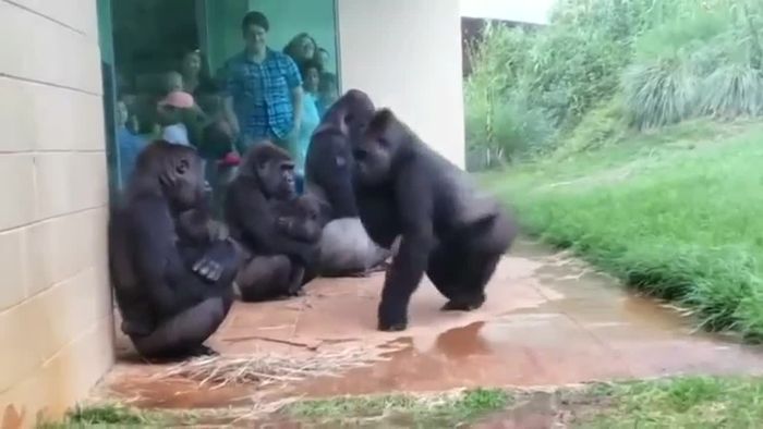 Wasserscheu? Diese Gorilla-Familie hasst Regen