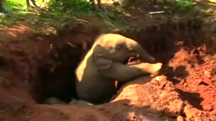 Elefantenkinder mit Bagger gerettet