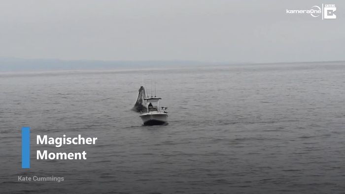 Spektakulär: Buckelwal springt neben Boot aus dem Meer