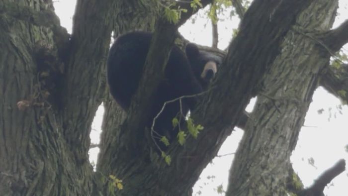 Verirrter Bär wird betäubt und fällt von Baum