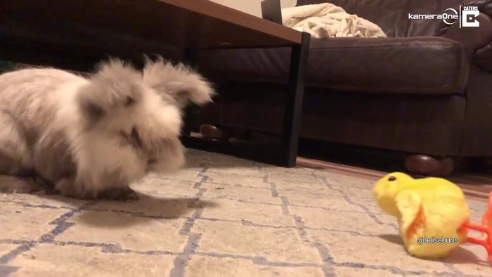 Ziemlich schlechte Freunde: Grumpy Bunny tritt Spielzeugküken