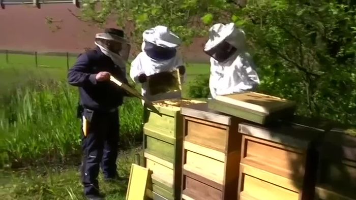 Vorbildlich: Knast-Bienen sollen Schule machen