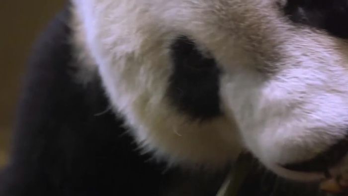 Panda YuanYuan fühlt sich in Schönbrunn pudelwohl
