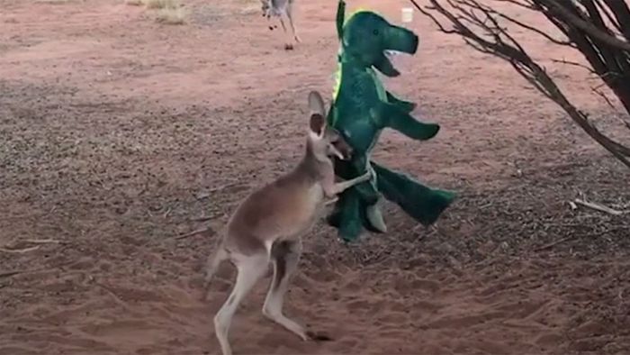 Sparringspartner: Känguru-Junges geht auf T-Rex los