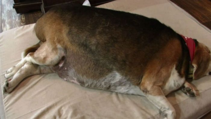 Viel zu fett: Beagle muss endlich abnehmen