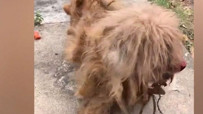 Wie ausgewechselt: Hund von verfilzten "Dreadlocks" befreit