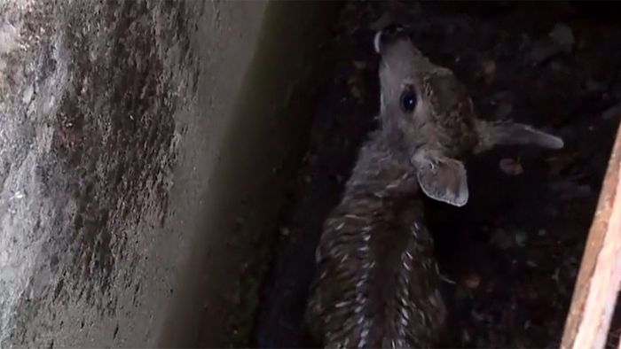 Rehkitz fällt in Abwasserschacht - Mutter wartet auf Bambi