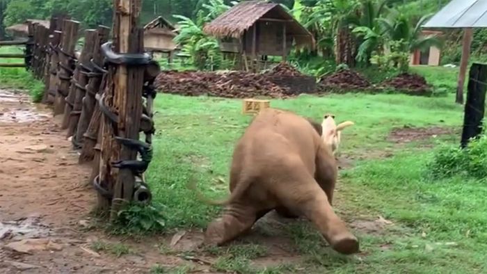 Baby-Elefant jagt Hund - und rutscht aus