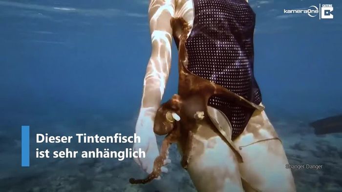 Anhänglicher Tintenfisch umklammert Schnorchlerin