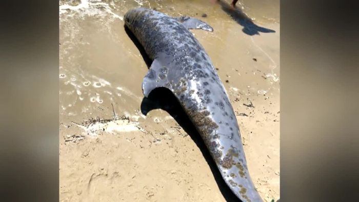 Über 260 Kadaver: Mysteriöses Delfinsterben im Golf von Mexiko