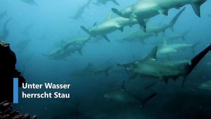 Stau unter Wasser: Hunderte Haie stecken in Strömung fest