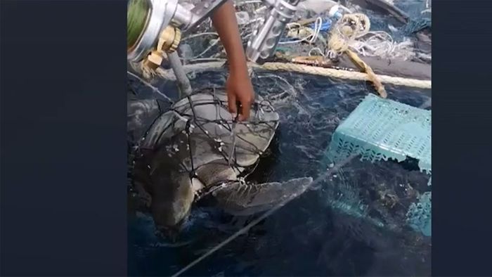 In Fischernetz gefangen: Zwei Schildkröten aus Müll befreit
