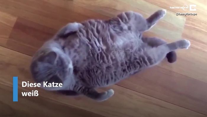 Dicke Katze macht Sit-ups