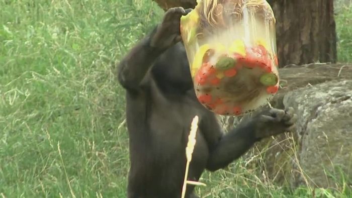 Streit bei Affenhitze: Gorillas zoffen sich um Eis
