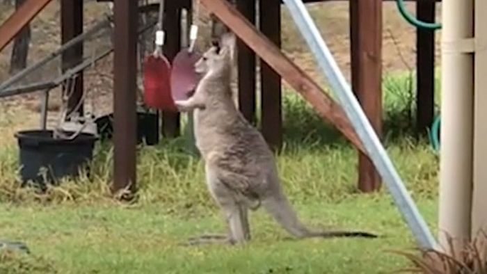 Wie putzig! Känguru hat viel Spaß beim Schaukeln