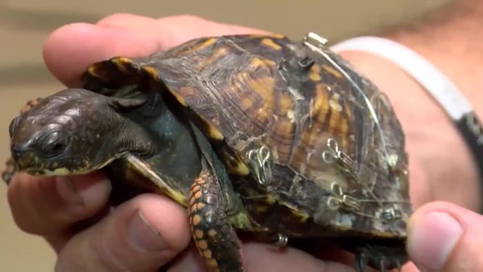 Alte BHs retten verletzte Schildkröten