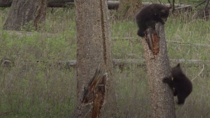 Erste Kletterversuche: Bärenbabys tollen in Wald herum