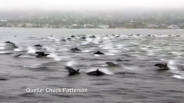 Große Show: Über 100 Delfine begleiten Bootsausflug