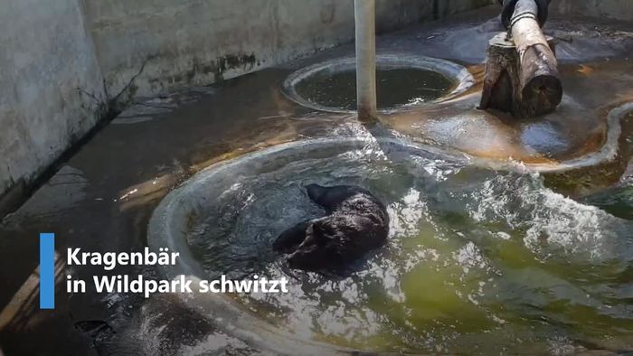 Rückenplatscher: Bär lässt sich in Wasserbecken plumpsen