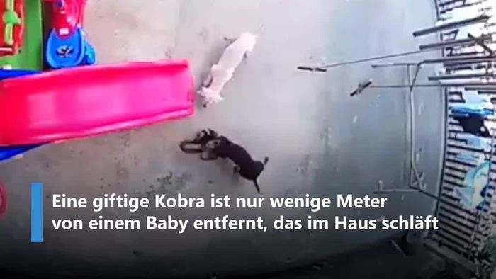 Um Baby zu schützen: Heldenhafte Hunde attackieren Kobra