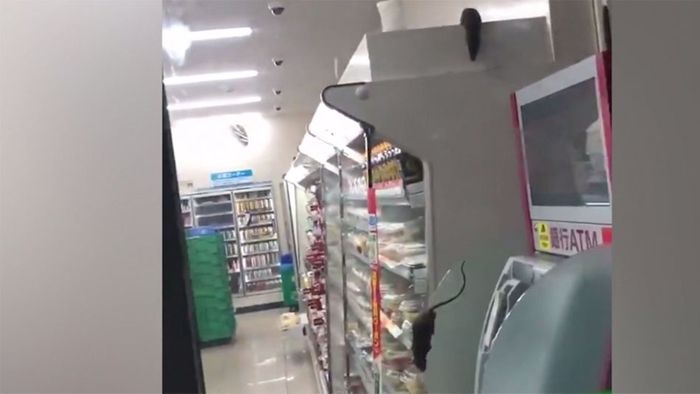 Eklig: Ratten-Invasion in japanischem Supermarkt