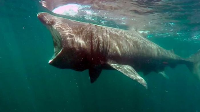 Das geheime Leben der Riesenhaie