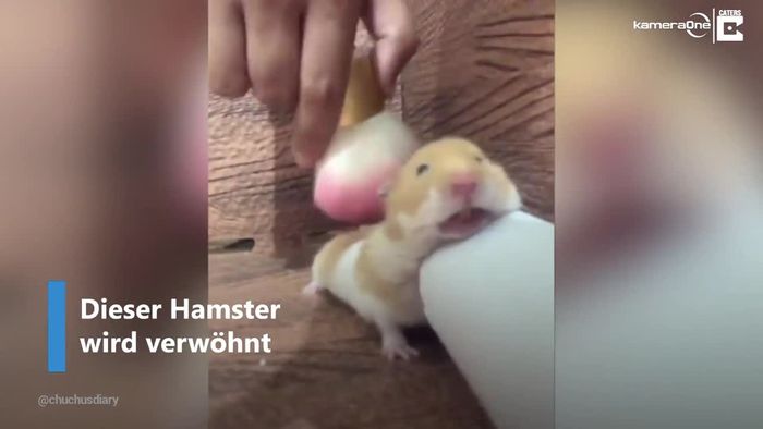 Total verwöhnt: Hamster lässt sich mit Pinsel massieren