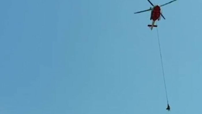 Spektakuläre Rettungsaktion: Kuh mit Hubschrauber geborgen