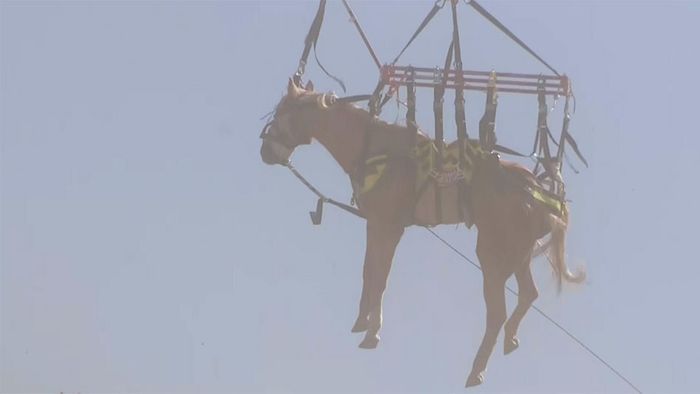 An Hügel abgerutscht: Pferd spektakulär per Hubschrauber gerettet