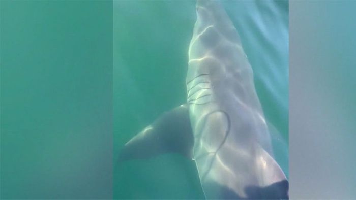 Kurz vor dem Badengehen: Familie entdeckt Weißen Hai