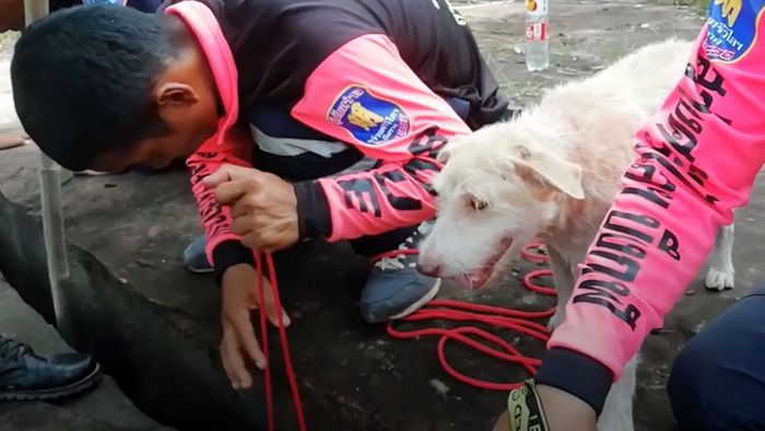 Welpen aus Erdspalte gerettet: Hundemama vertraut menschlichen Helfern