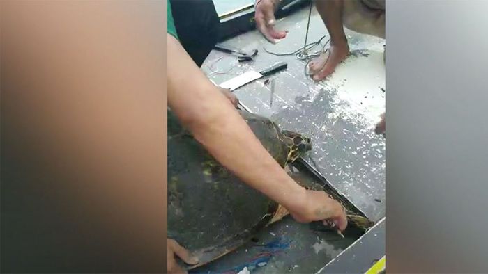 Harpunierte Schildkröte wird von Fischern gerettet