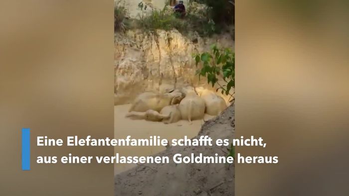 Elefantenfamilie aus verlassener Goldmine gerettet