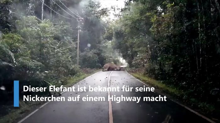 Kein Platz für Autos: Elefant macht Nickerchen auf der Straße