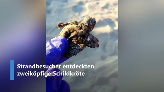 Zweiköpfige Schildkröte erstaunt Strandbesucher