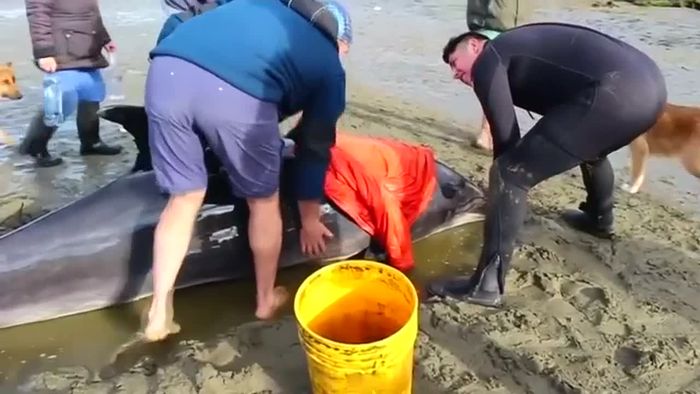 Wettlauf gegen die Zeit: Gestrandete Delfine gerettet