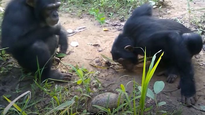 Neugierig? Schimpansen entdecken Schildkröten
