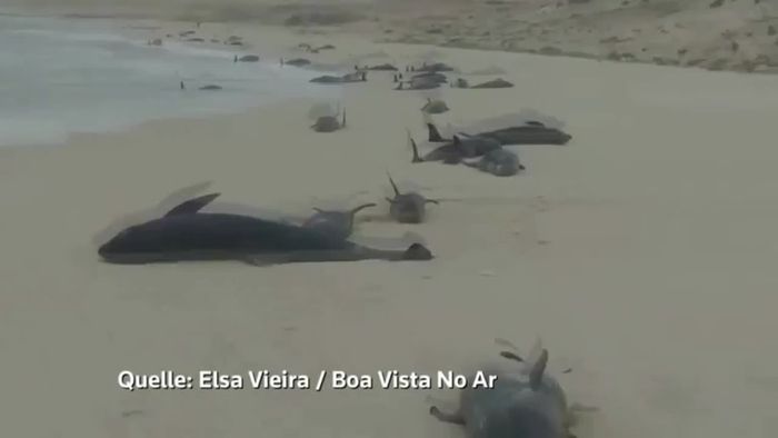 Massensterben von Delfinen auf Kapverden
