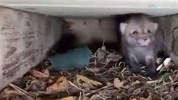 Unter Veranda eingeschlossen: Süße Fuchsbabys gerettet