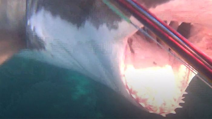 Nervenaufreibend: Hai macht Jagd auf Taucher